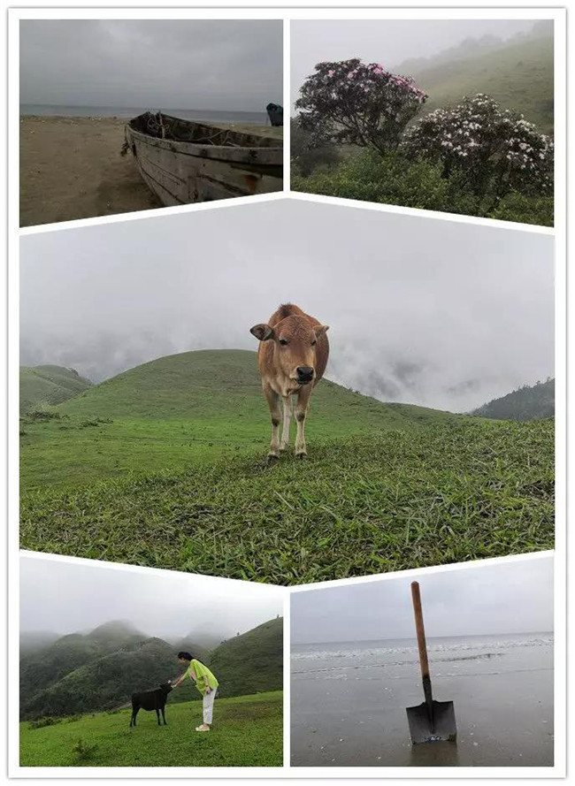 5月1日，陽西藍(lán)袍藍(lán)看海，陽春雞籠頂?shù)巧劫p高山杜鵑